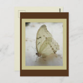 透明なバタフライポストカード ポストカード (正面/裏面)
