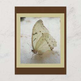透明なバタフライポストカード ポストカード
