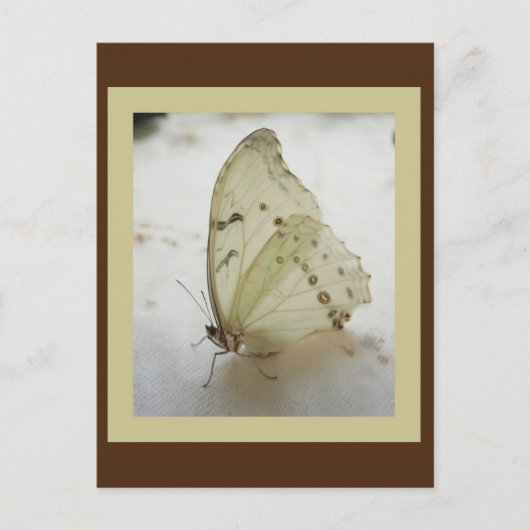 透明なバタフライポストカード ポストカード (正面)