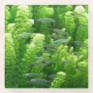 透明な銀魚の群れ ガラスコースター