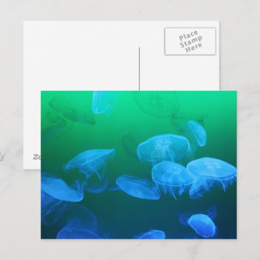 透明クラゲ ポストカード (正面/裏面)