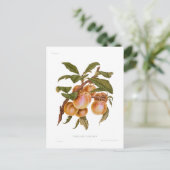 透明ゲージ梅 ポストカード (スタンド正面)