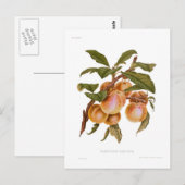 透明ゲージ梅 ポストカード (正面/裏面)