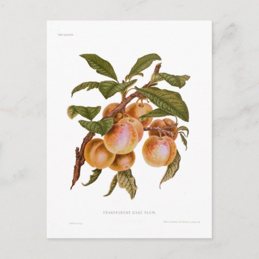 透明ゲージ梅 ポストカード (正面)