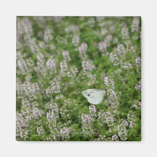 這うタイムの蝶 マグネット (正面)