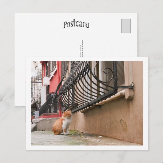 通り猫1 ポストカード (正面/裏面)