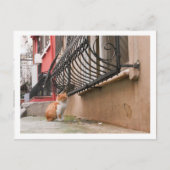 通り猫1 ポストカード (正面)