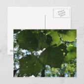 通常の自然はがき ポストカード (正面/裏面)