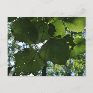 通常の自然はがき ポストカード