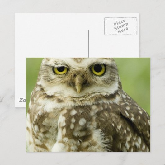 通知Owlはがき ポストカード (正面/裏面)