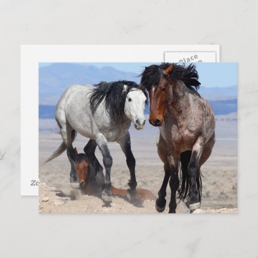 速くて怒りっぽいポストカード ポストカード (正面/裏面)