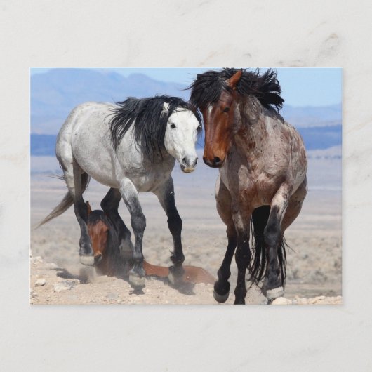 速くて怒りっぽいポストカード ポストカード (正面)