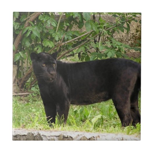 速度を計るヒョウのタイル タイル (正面)