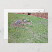 造園アイディアが切り株を覆う ポストカード (正面/裏面)