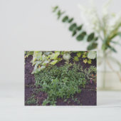 造幣局の庭 ポストカード (スタンド正面)