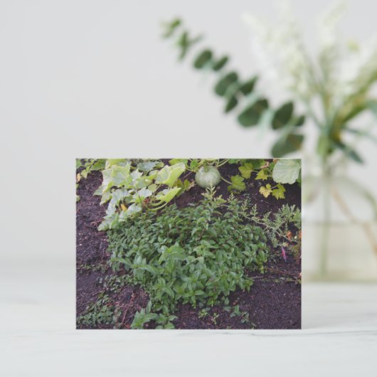 造幣局の庭 ポストカード (スタンド正面)