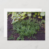 造幣局の庭 ポストカード (正面/裏面)