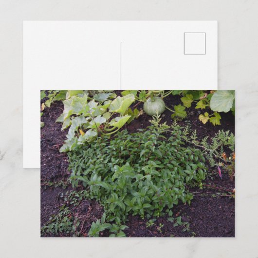 造幣局の庭 ポストカード (正面/裏面)