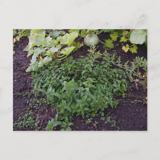 造幣局の庭 ポストカード (正面)