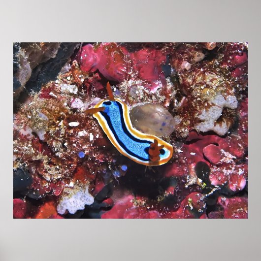 連結Nudibranch ポスター (正面)