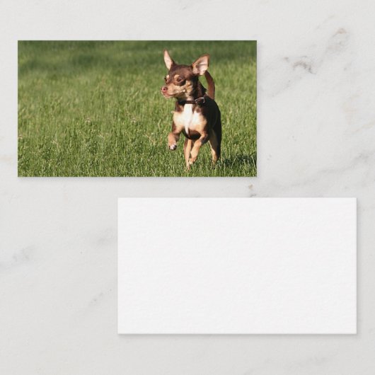 連続したチワワのビジネスまたはプロフィールカード 名刺 (正面/裏面)