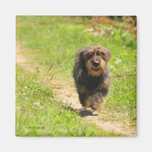 連続した幸せなダックスフントの子犬 マグネット