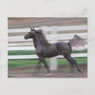 連続した誇りを持った ポストカード