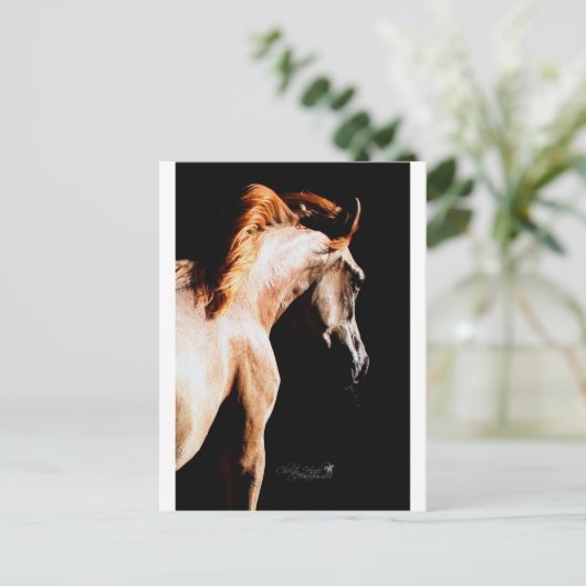 連続した馬 ポストカード (スタンド正面)