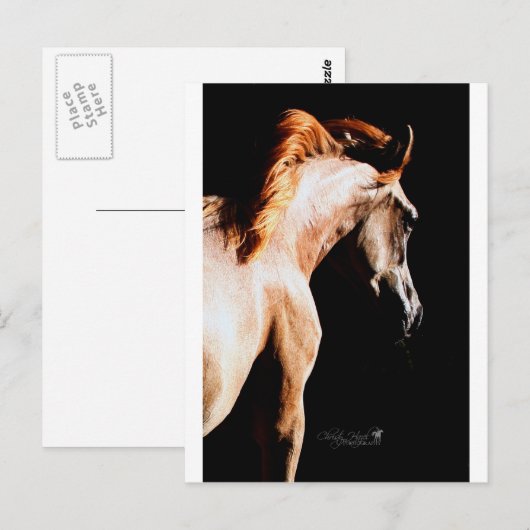 連続した馬 ポストカード (正面/裏面)