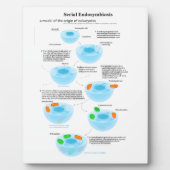 連続子内共生説ミトコンドリア血漿 フォトプラーク (正面)