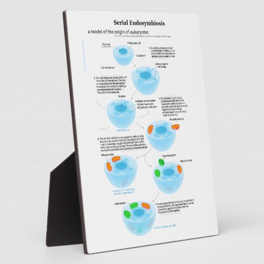 連続子内共生説ミトコンドリア血漿 フォトプラーク (側面)