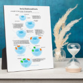 連続子内共生説ミトコンドリア血漿 フォトプラーク (側面)