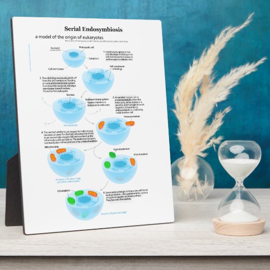 連続子内共生説ミトコンドリア血漿 フォトプラーク (側面)