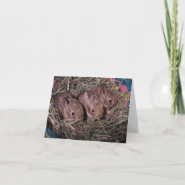 連続3匹 サンキューカード