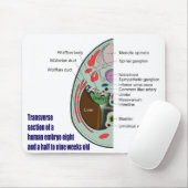 週古い人間胚の横断セクション9 マウスパッド (マウス)