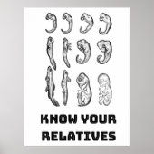 進化胚発生 ポスター (正面)