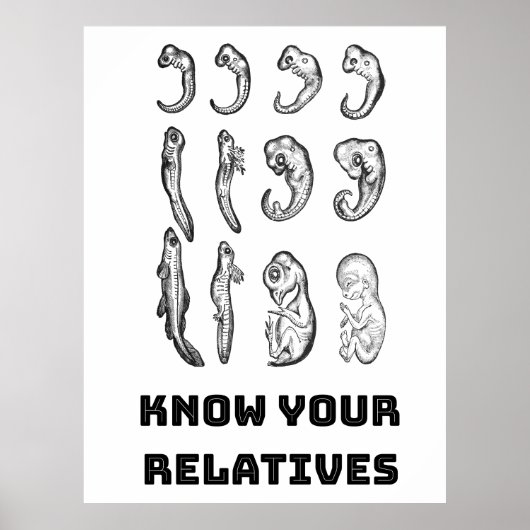 進化胚発生 ポスター (正面)