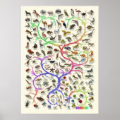 進化 – 生命の木 – ポスター (正面)