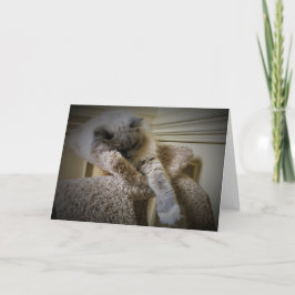 遅い日、カード カード