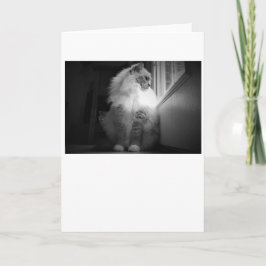 遅い日、カード カード