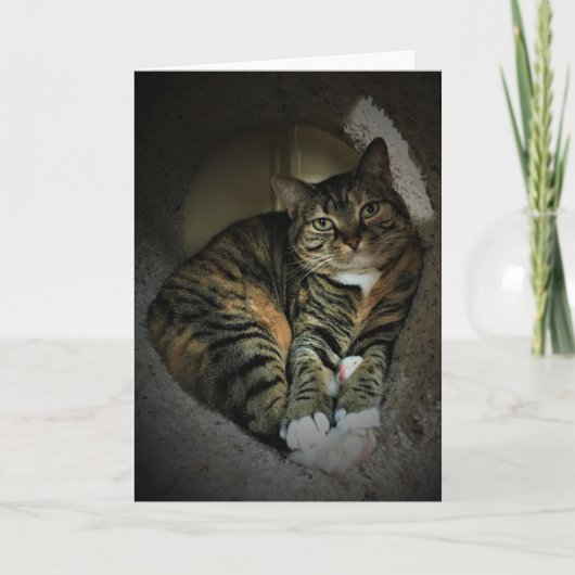 遅い日、カード カード (正面)