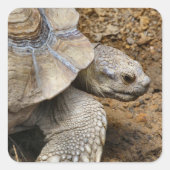 遅い スクエアシール (正面)