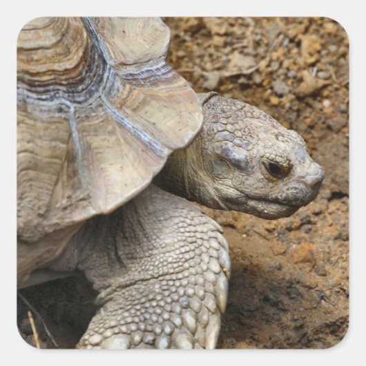 遅い スクエアシール (正面)