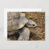 遅い ポストカード (正面/裏面)