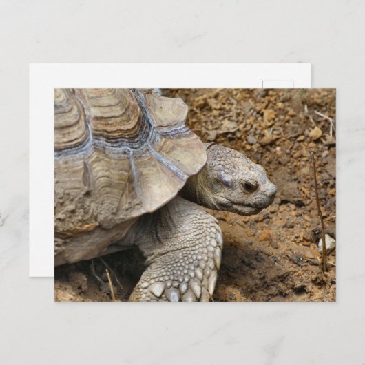 遅い ポストカード (正面/裏面)