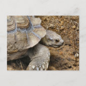 遅い ポストカード (正面)