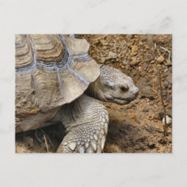 遅い ポストカード