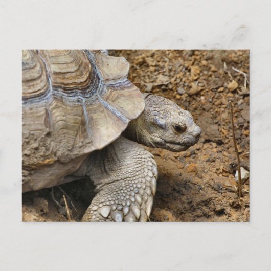 遅い ポストカード (正面)