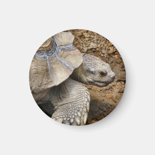 遅い マグネット (正面)