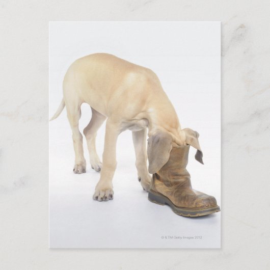 遊のフレンドリー好奇心 ポストカード (正面)